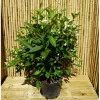 Weigela 'Candida'® 20-30 C1,4L