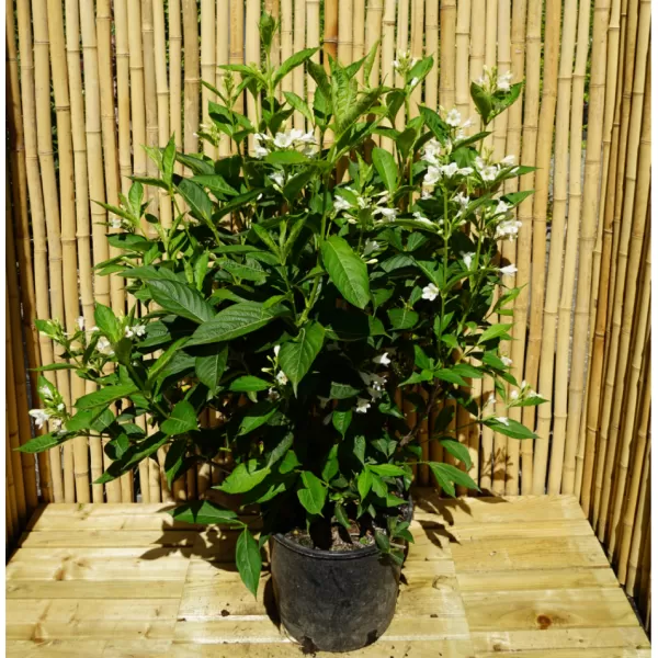 Weigela 'Candida'® 20-30 C1,4L