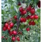 Cornus mas' 20-30 C1L