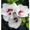 Hibiscus syriacus 'Red Heart' km.90 cm C10 L