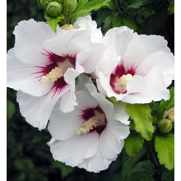 Hibiscus syriacus 'Red Heart' km.90 cm C10 L