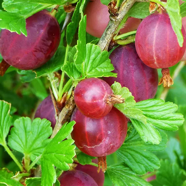 Ribes uva-crispa 'Hinnonmaeki 'Rod' 30-40 RP2L