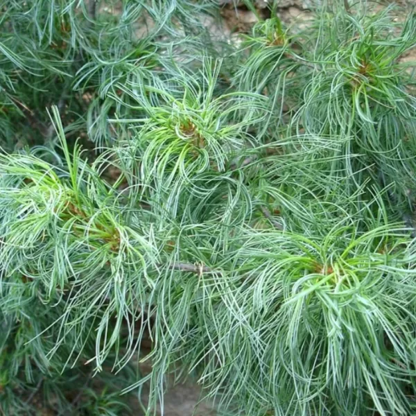 Pinus strobus 'Green Curls' C13L