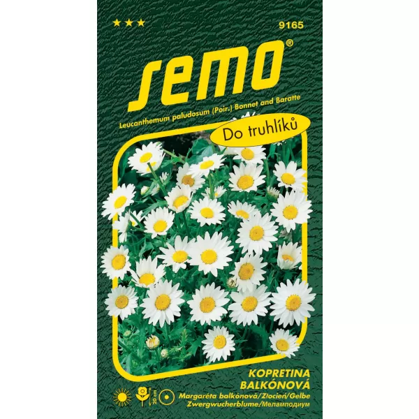 Kopretina balkonová - Sněhurka 0,3g