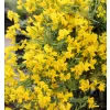 Genista lydia 20-30 VKR2L