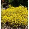 Genista lydia 20-30 VKR2L