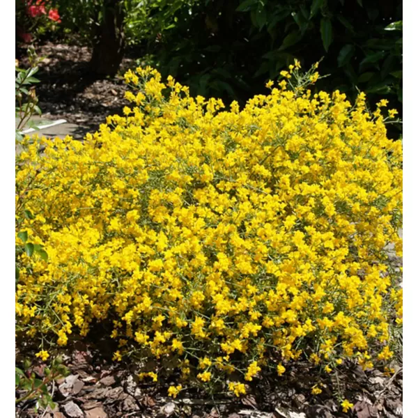 Genista lydia 20-30 VKR2L