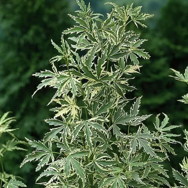 Acer palm. 'Butterfly' CC MIX 08 Acer palmatu