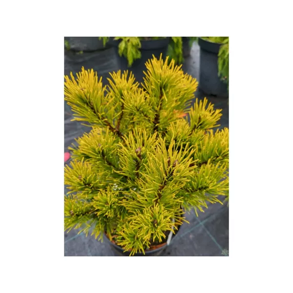 Pinus mugo 'Wintergold' 15-20 C2L
