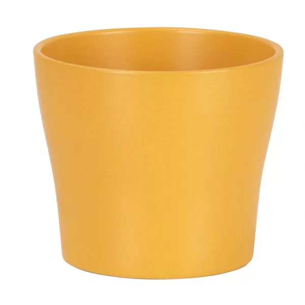 Obal 808 Curcuma 19