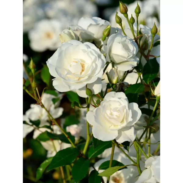 Rosa (F) 'Schneewittchen' C3L