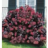 Cotinus coggygria 'Royal Purple' 20-30 VKR2L