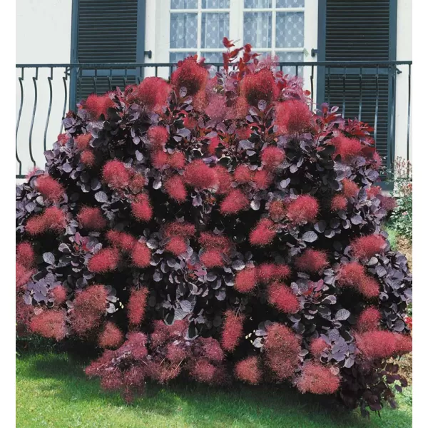 Cotinus coggygria 'Royal Purple' 20-30 VKR2L