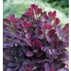 Cotinus coggygria 'Royal Purple' 20-30 VKR2L