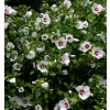 Hibiscus syriacus 'Red Heart' 60-70 cm C 5 L