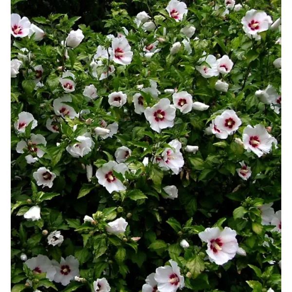 Hibiscus syriacus 'Red Heart' 60-70 cm C 5 L