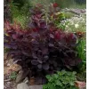 Cotinus coggygria 'Royal Purple' 20-30 VKR2L