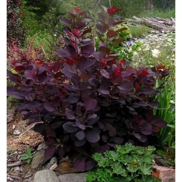Cotinus coggygria 'Royal Purple' 20-30 VKR2L