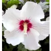 Hibiscus syriacus 'Red Heart' 60-70 cm C 5 L