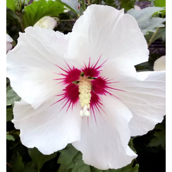 Hibiscus syriacus 'Red Heart' 60-70 cm C 5 L