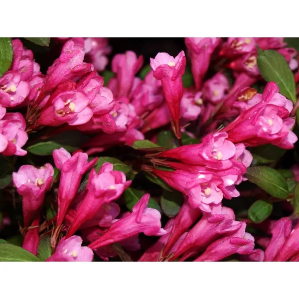 Weigela florida 'Victoria' 15-20 C2L