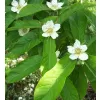 Mespilus germanica 30-40 RP2L