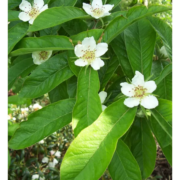 Mespilus germanica 30-40 RP2L