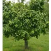 Mespilus germanica 30-40 RP2L
