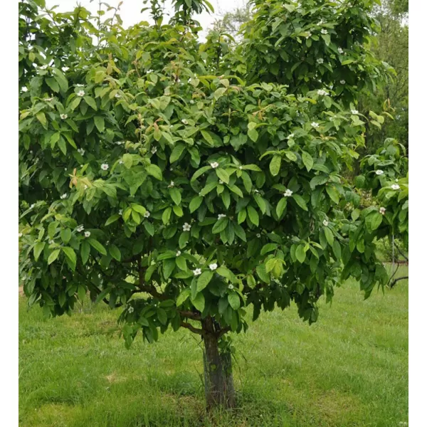 Mespilus germanica 30-40 RP2L