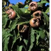 Mespilus germanica 30-40 RP2L