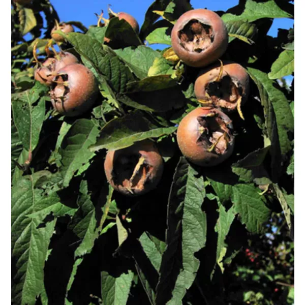 Mespilus germanica 30-40 RP2L