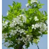 Prunus friticosa 'Globosa' KM120 C10L