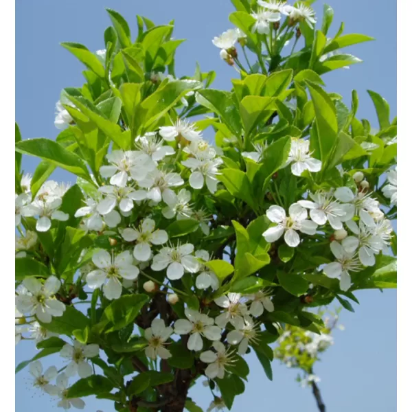 Prunus friticosa 'Globosa' KM120 C10L