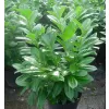 Prunus laurocerasus 'Novita' 40-60 cm VKR4L