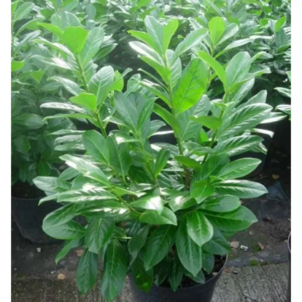 Prunus laurocerasus 'Novita' 40-60 cm VKR4L