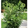 Prunus laurocerasus 'Novita' 40-60 cm VKR4L