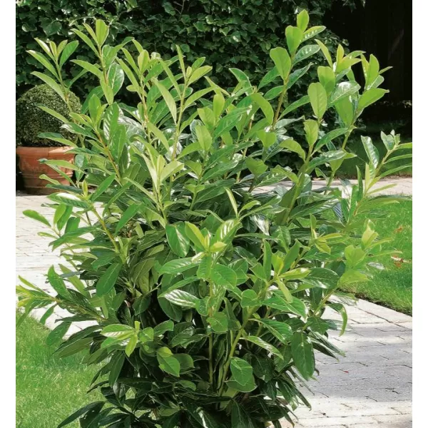 Prunus laurocerasus 'Novita' 40-60 cm VKR4L