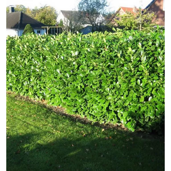 Prunus laurocerasus 'Novita' 40-60 cm VKR4L