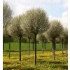 Prunus friticosa 'Globosa' KM120 C10L
