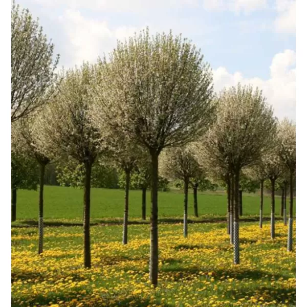 Prunus friticosa 'Globosa' KM120 C10L
