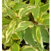 Cornus alba Gouchaultii 20-30 VKR2L