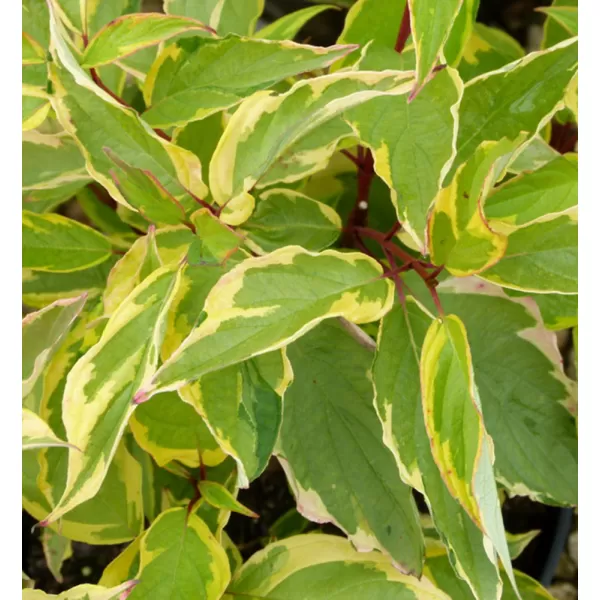 Cornus alba Gouchaultii 20-30 VKR2L