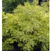 Cornus alba Gouchaultii 20-30 VKR2L