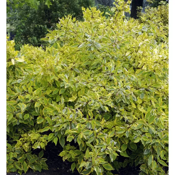 Cornus alba Gouchaultii 20-30 VKR2L