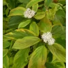 Cornus alba Gouchaultii 20-30 VKR2L
