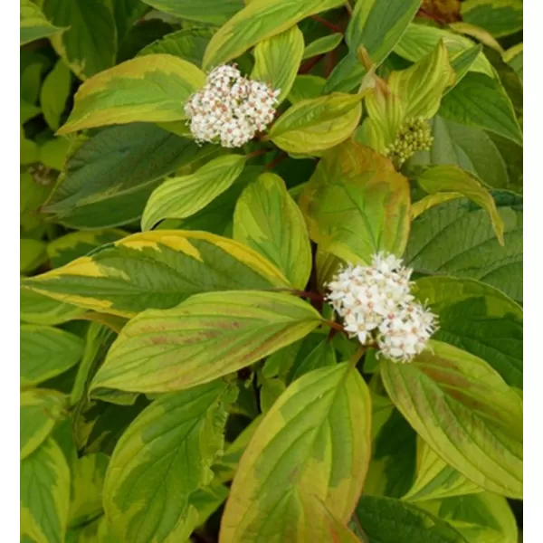 Cornus alba Gouchaultii 20-30 VKR2L