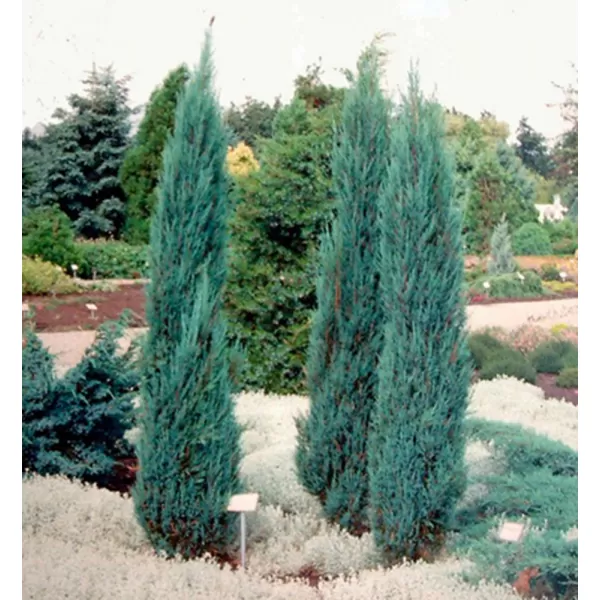 Juniperus scop. Blue Arrow 40-60 C2L