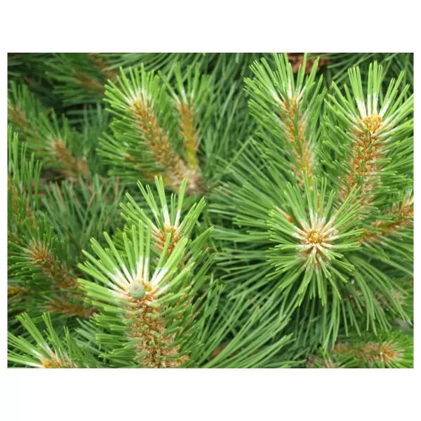 Pinus mugo Hesse C5L