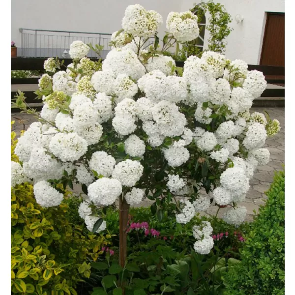 Viburnum Eskimo km.100cm C10L