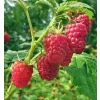 Rubus idaeus 'Tulameen' 30-40 RP2L